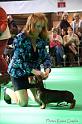 Crufts2011_2 920